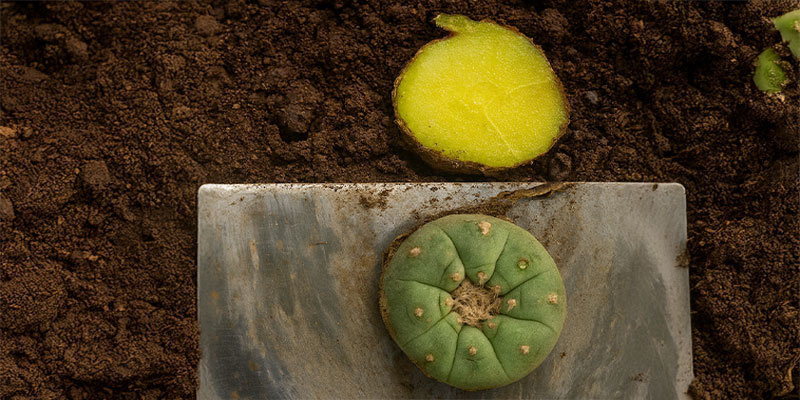 So erntet man Peyote