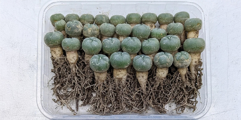 Untersuche nach dem Entfernen der Kakteen ihre Wurzeln