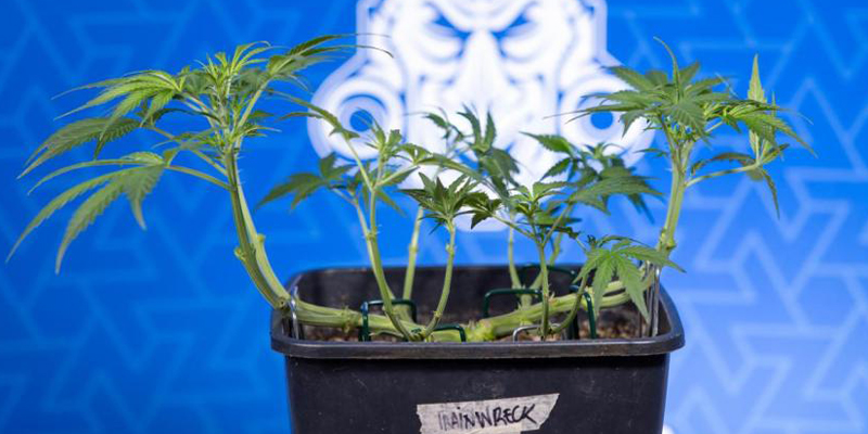 Was ist Low-Stress-Training (LST)?