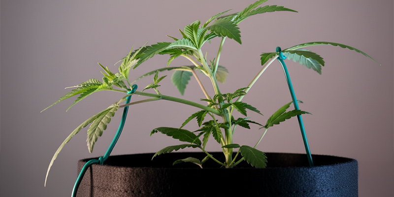 H&auml;ufige Fehler, die du beim Low-Stress-Training vermeiden solltest