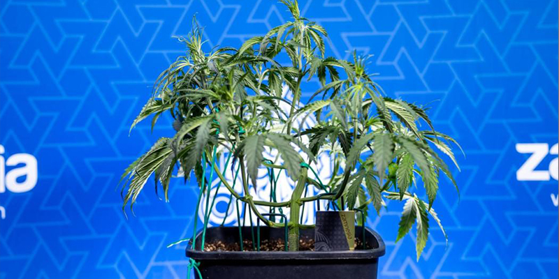 Lohnt sich Low-Stress-Training?