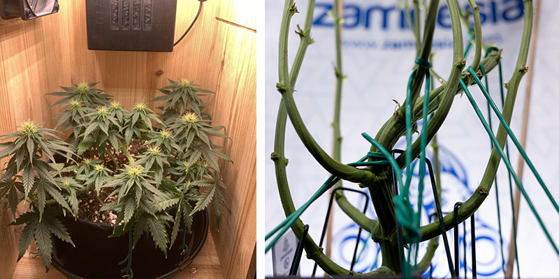 Warum Grower Low-Stress-Training nutzen