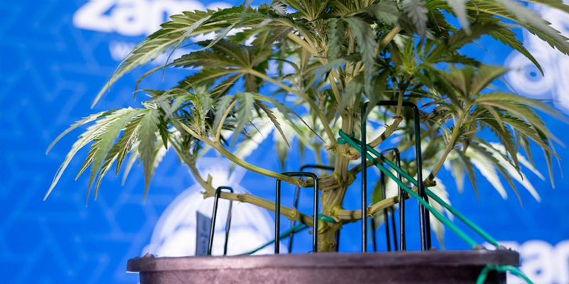 Schritt f&uuml;r Schritt: So machst du Low-Stress-Training