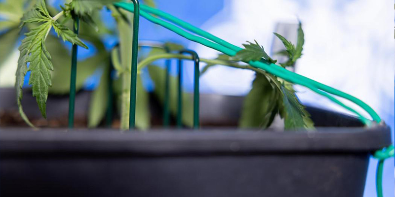 Den Haupttrieb sicher biegen