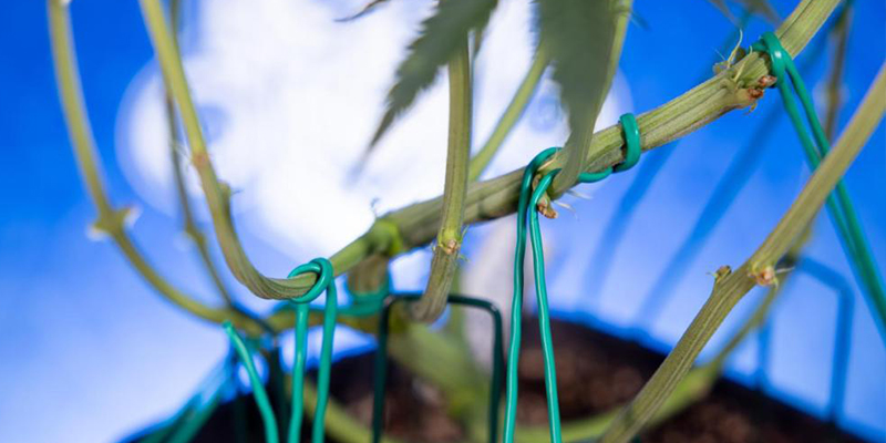 Seitentriebe f&uuml;r ein gleichm&auml;&szlig;iges Bl&auml;tterdach trainieren