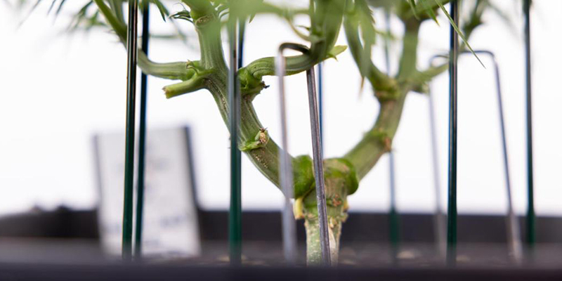 Was macht eine Cannabissorte f&uuml;r LST geeignet?