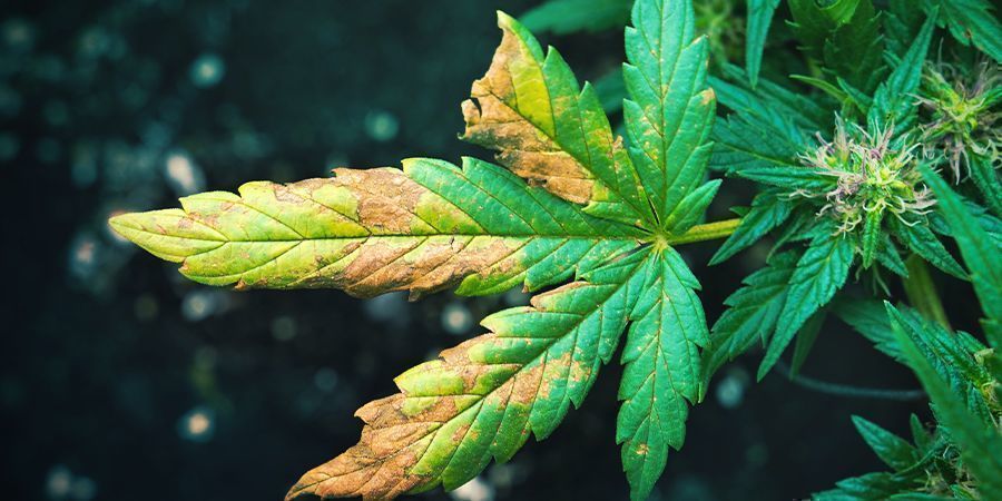 PH-wert- Und Nährstoffungleichgewichte PH-wert- Und Nährstoffungleichgewichte