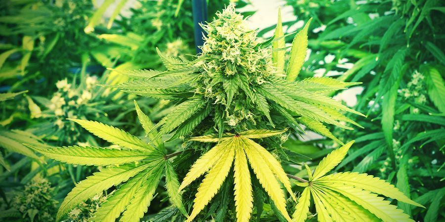 Hitzestress Hitzestress