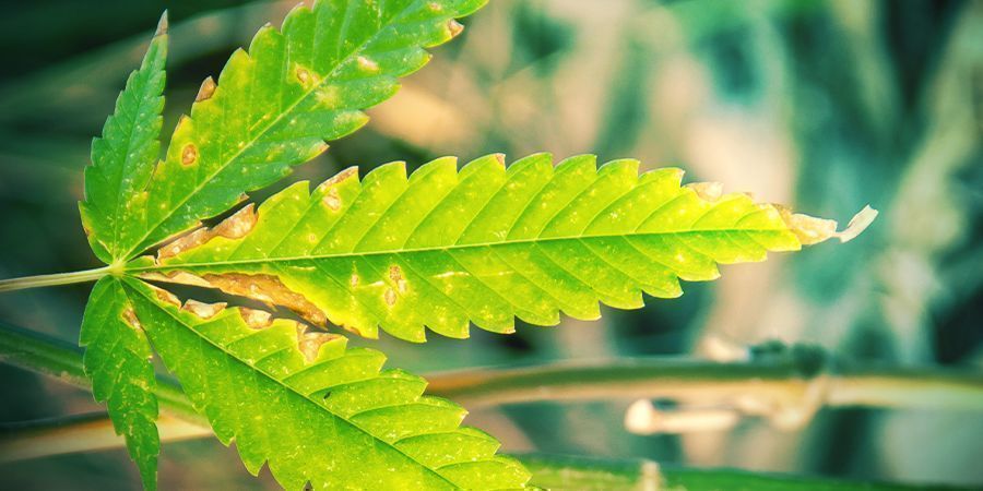 Nährstoffbrand Nährstoffbrand