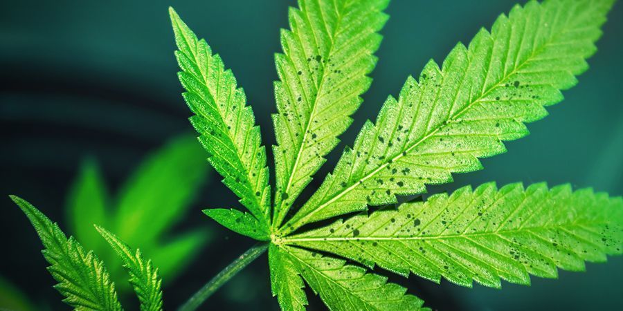 Nährstoffsperre Nährstoffsperre