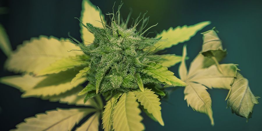 Lichtverbrennung Lichtverbrennung