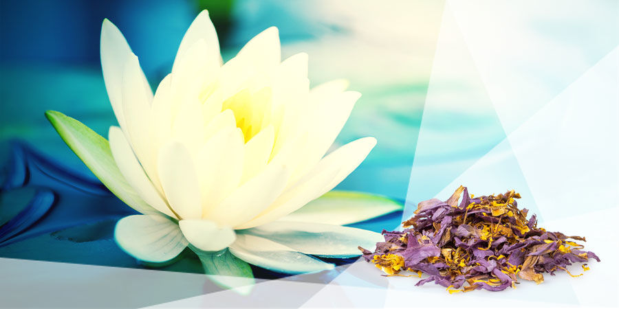 BLAUER & WEIẞER LOTUS