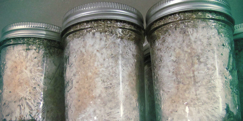 Zauberpilze Pinker Schimmel / Roter Brotschimmel