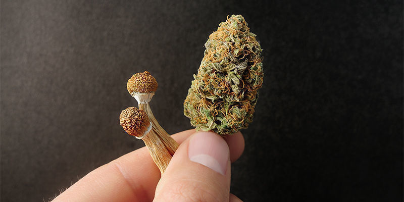 Microdosing Von Cannabis VS. Psychedelika Microdosing Von Cannabis VS. Psychedelika