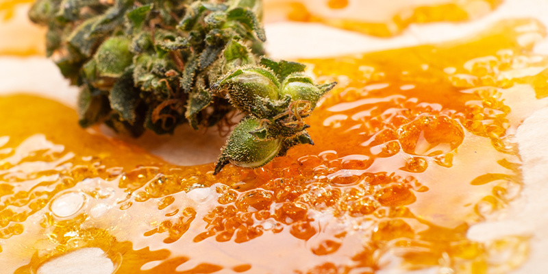 Cannabis-Konzentrate vs. Blüten