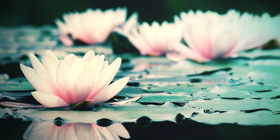 Geschichte Des Weißen Lotus GESCHICHTE DES WEIẞEN LOTUS