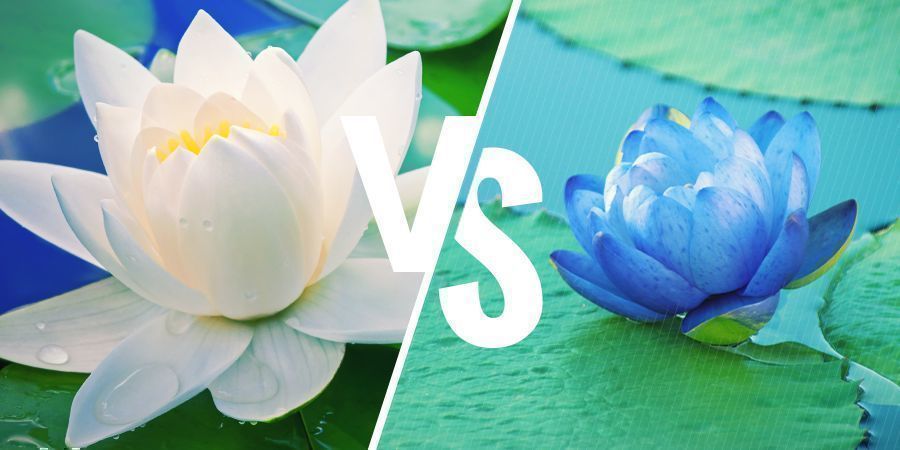 Was Unterscheidet Den Weißen Lotus Vom Blauen Lotus? WAS UNTERSCHEIDET DEN WEIẞEN LOTUS VOM BLAUEN LOTUS?