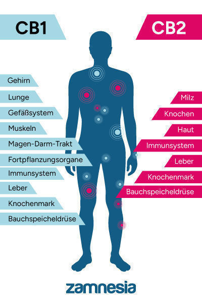 Das Endocannabinoid-System Basiert Auf Gleichgewicht