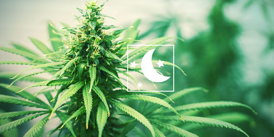 Feminisierten Photoperiodische Cannabissamen PHOTOPERIODISCHES CANNABIS