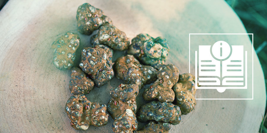 Alles, Was Du Über Magische Trüffel Wissen Musst