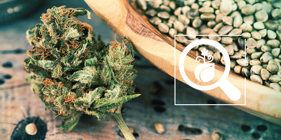 Cannabis-Seedfinder: Wähle Die Besten Cannabissamen Aus Cannabis-Seedfinder: Wähle Die Besten Cannabissamen Aus