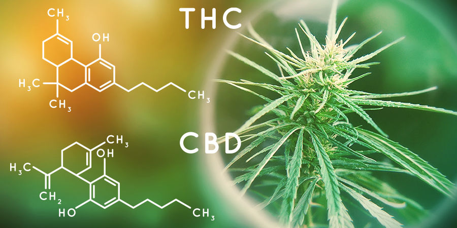 Cannabinoid-Gehalt Cannabis-Seedfinder: Cannabinoid-Gehalt
