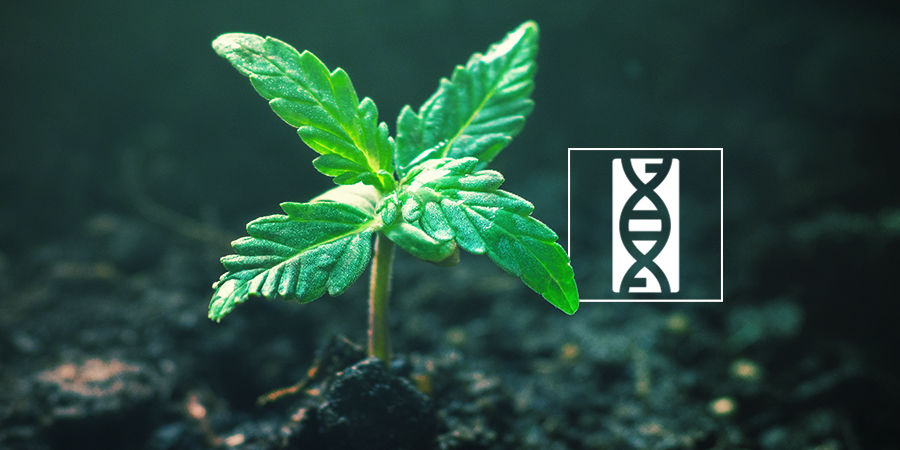 Genetik Der Cannabissamen Cannabis-Seedfinder: Genetik Der Cannabissamen