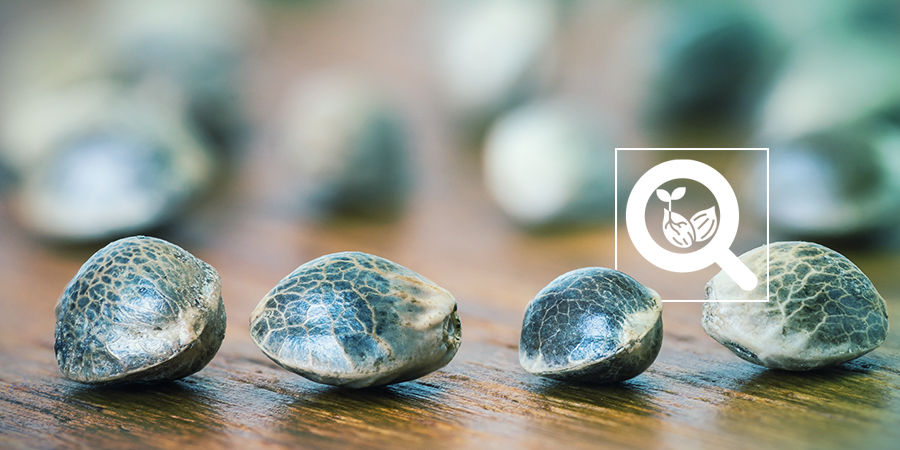 Art Der Cannabissamen Cannabis-Seedfinder: Art Der Cannabissamen