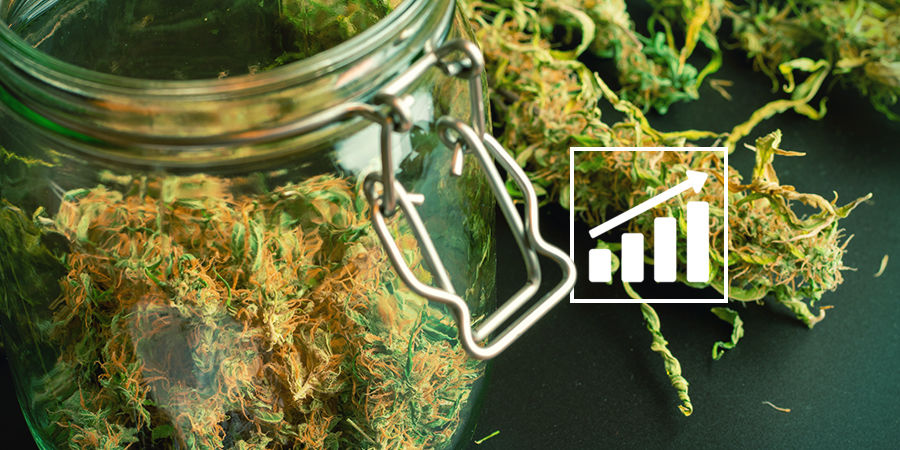 Ein Hinweis Zu Den Cannabiserträgen Cannabis-Seedfinder: Ein Hinweis Zu Den Cannabiserträgen