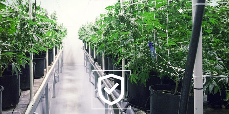 Den Cannabis-Anbauraum So Sicher Wie Möglich Machen Den Cannabis-Anbauraum so sicher wie möglich machen