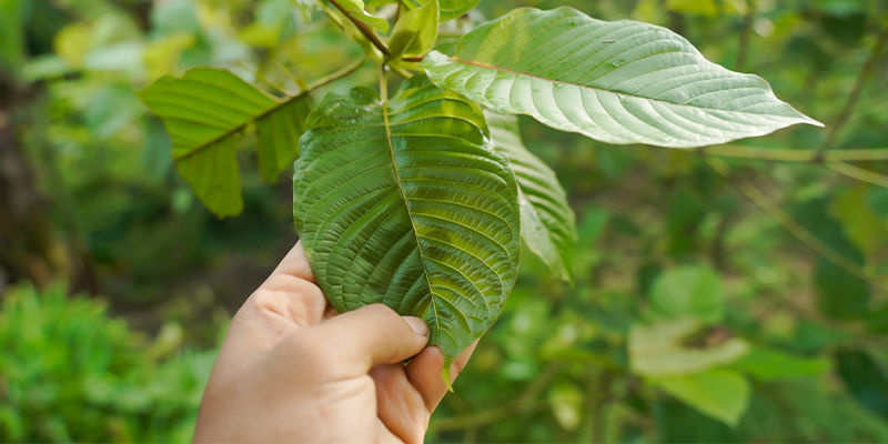 Was ist Kratom? Was ist Kratom?
