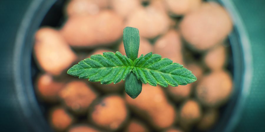 So Erstellen Sie Ein Hydrokultur-Setup So erstellen Sie ein Hydrokultur-Setup