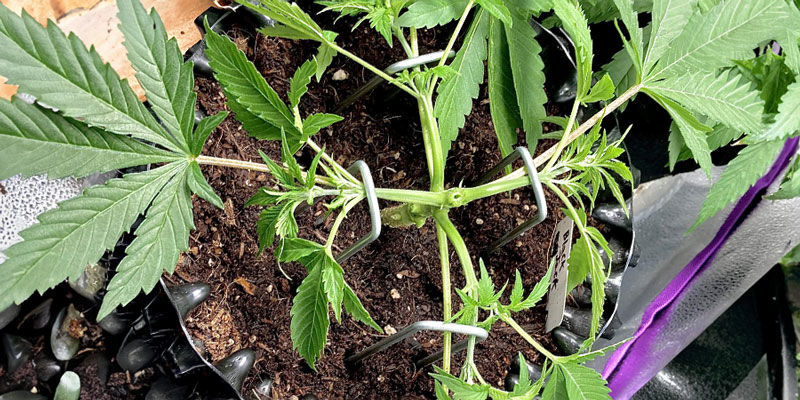 Techniken Für Weiter Fortgeschrittene Techniken für weiter Fortgeschrittene