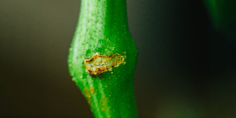 Techniken Für Profis Techniken für Profiss