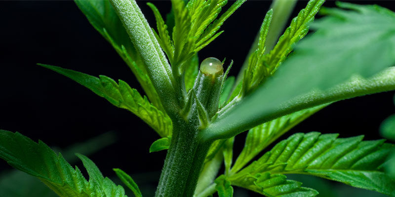 Techniken Für Fortgeschrittene Techniken für Fortgeschrittene