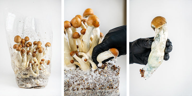 So bereitet man den Ready-2-Grow Bag vor So bereitet man den Ready-2-Grow Bag vor