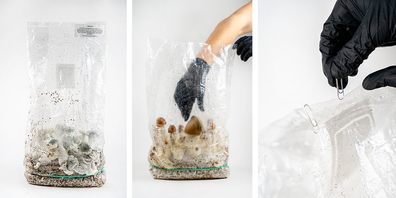 Zamnesia Ready-2-Grow Bag ernten Zamnesia Ready-2-Grow Bag ernten