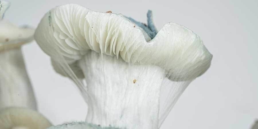 Header Zamnesia Grow Bag Header Zamnesia Grow Bag