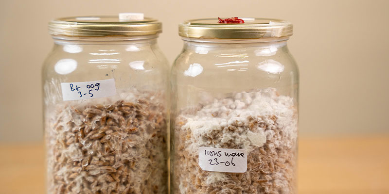 Vorteile der Verwendung von Flüssigkulturen