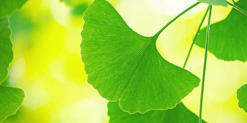 Wie Man Ginkgo Biloba Am Besten Nutzt Wie Man Ginkgo Biloba Am Besten Nutzt
