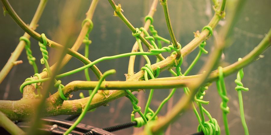 Wie Man Low Stress Training Durchführt Wie man Low Stress Training durchführt