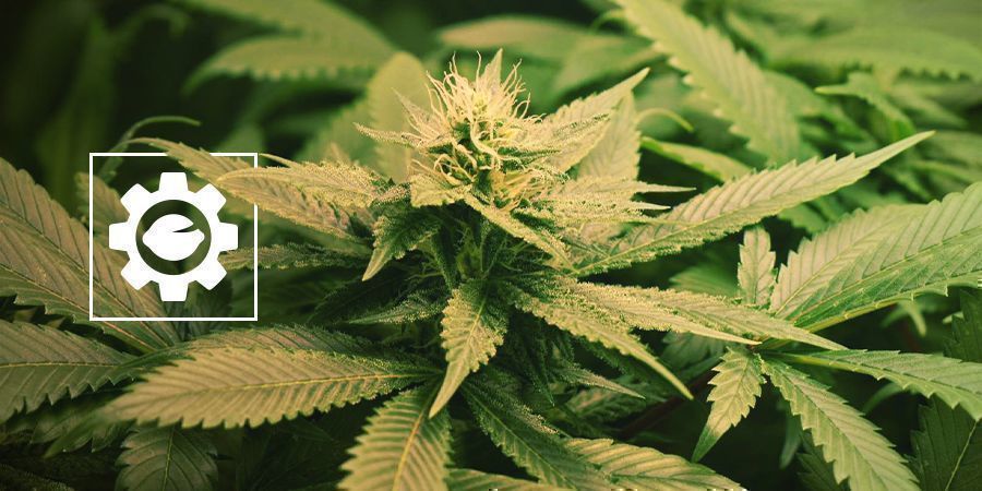 LST Für Autoflowers LST für Autoflowers