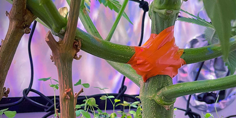 Gebrochene Zweige Reparieren LST: Gebrochene Zweige reparieren