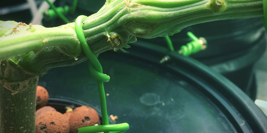 Fixiere Sicher LST: Fixiere sicher