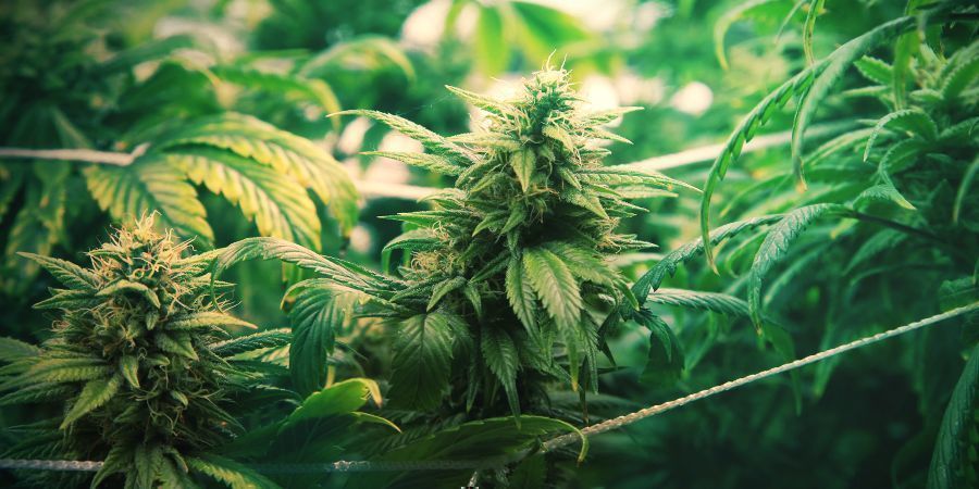 Wann Mit Dem ScrOG Beginnen Wann Mit Dem ScrOG Beginnen