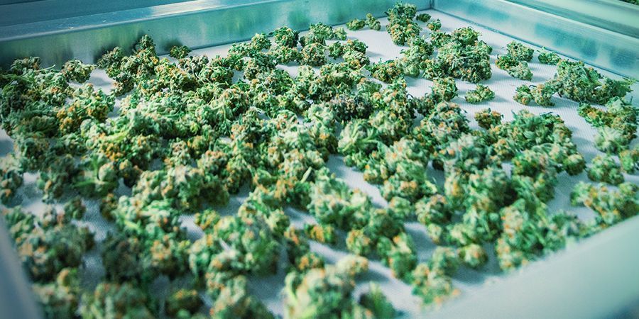 Vorteile Eines ScrOG Vorteile Eines ScrOG