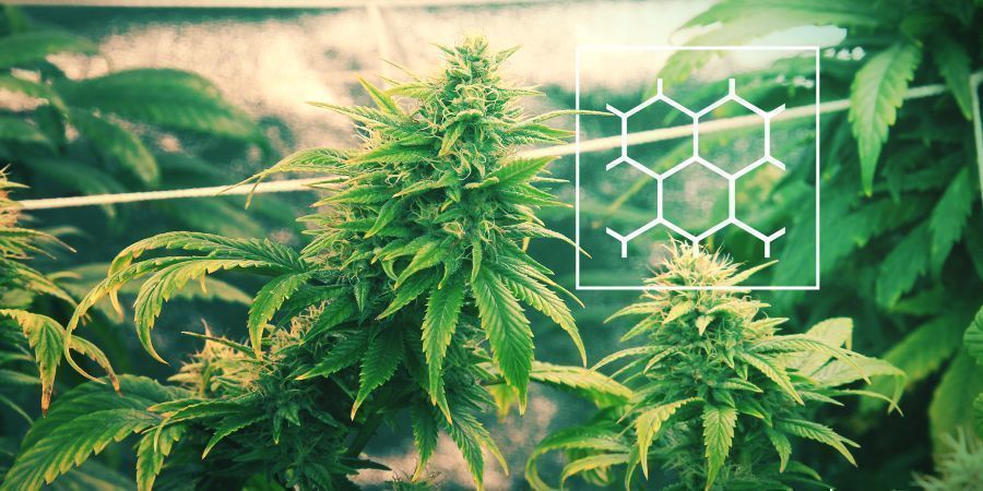 Cannabis Im ScrOG-Style Anbauen Cannabis Im ScrOG-Style Anbauen