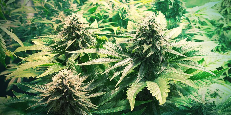 Wie Du Die SOG-technik Anwendest Wie Du Die SOG-technik Anwendest