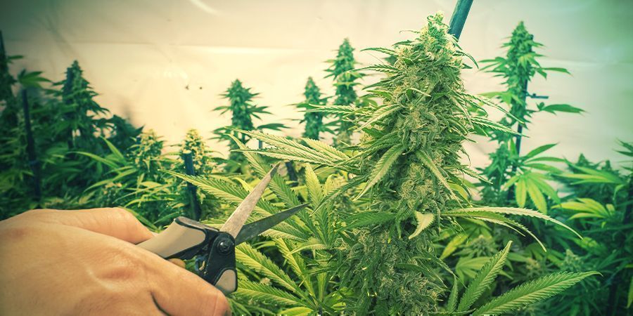 Hilfreiche Tipps Für Die SOG-methode Hilfreiche Tipps Für Die SOG-methode