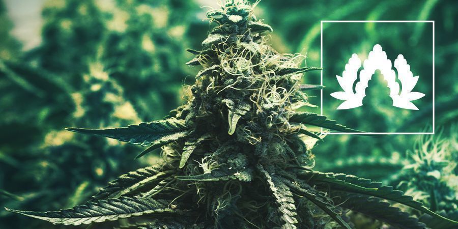 SOG (Sea Of Green) SOG (Sea Of Green)